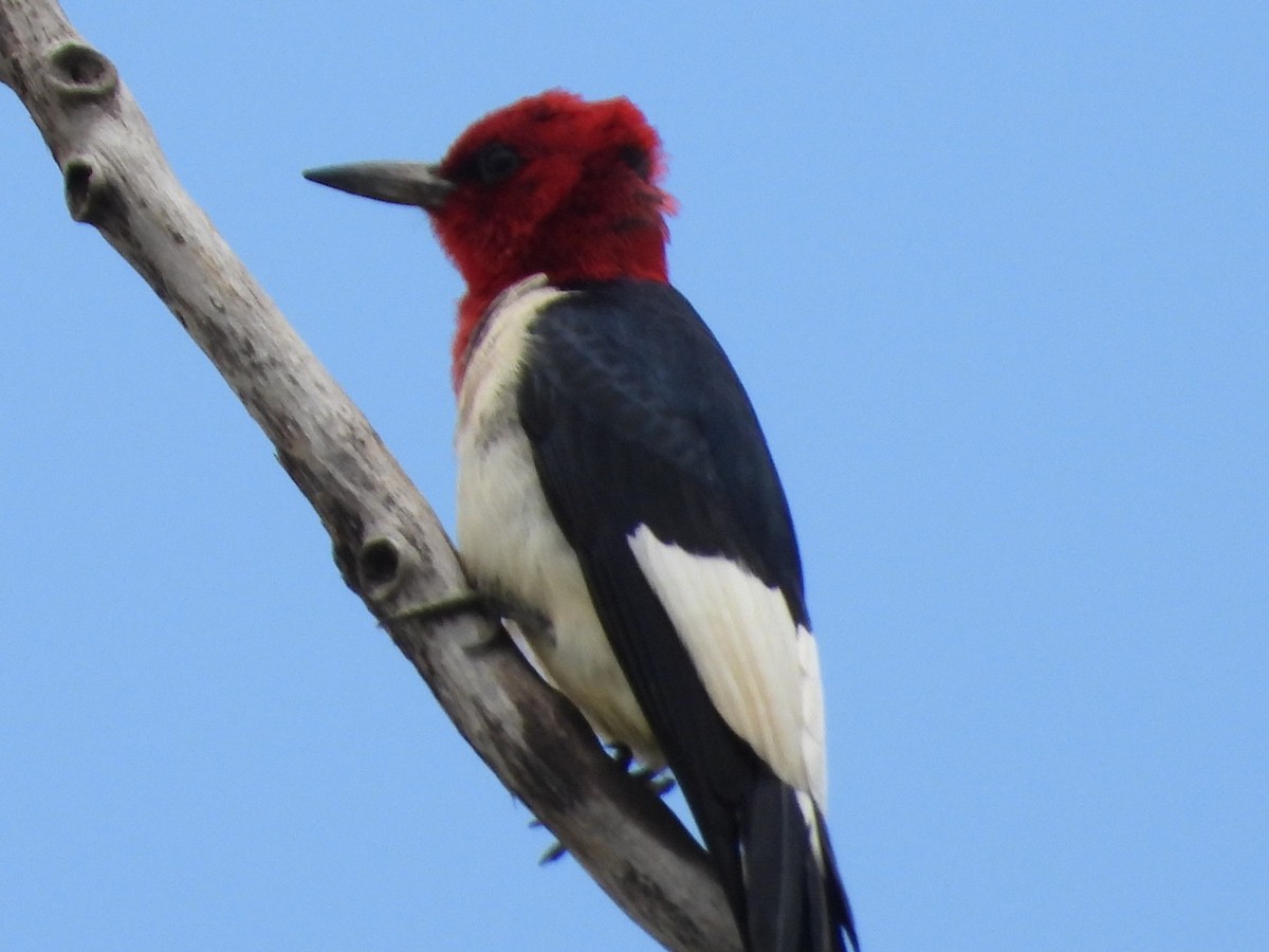 Red-headed Woodpecker - ML637605558