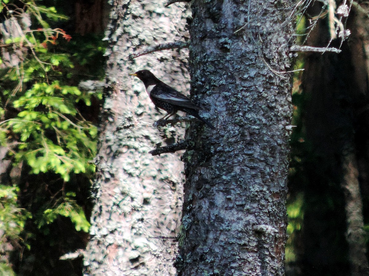 Ring Ouzel - ML637605559