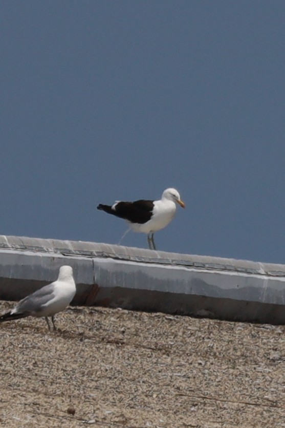 Kelp Gull - ML637605565