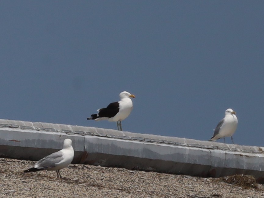 Kelp Gull - ML637605567