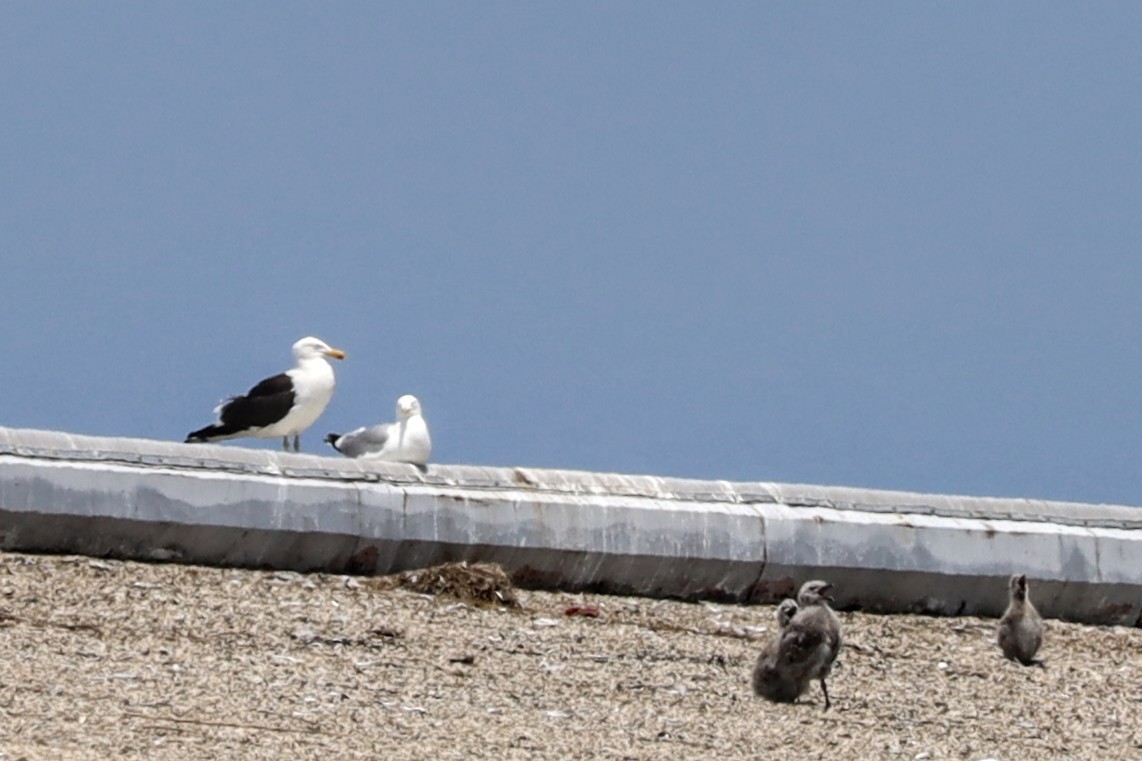 Kelp Gull - ML637605568