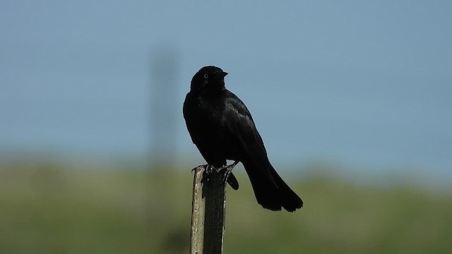 Brewer's Blackbird - ML637605572