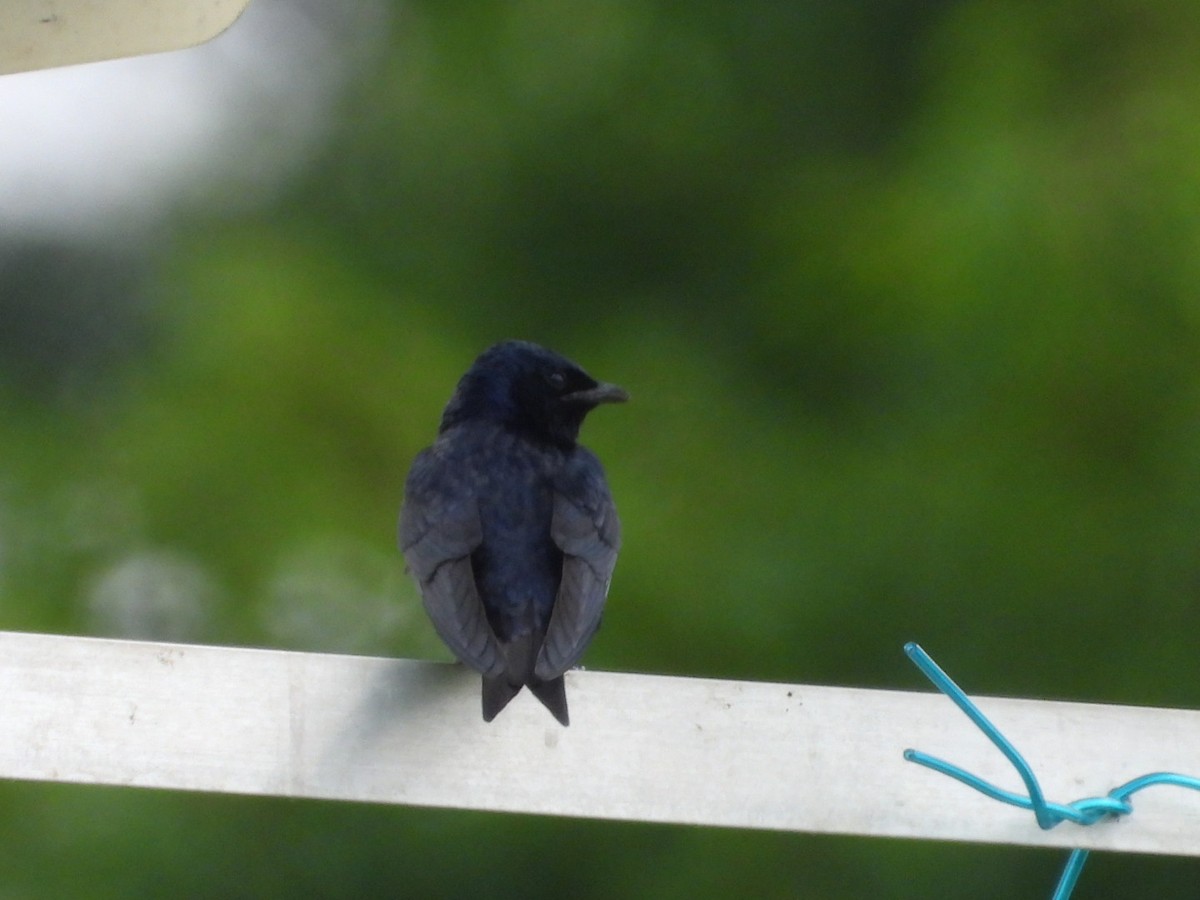Purple Martin - ML637605579