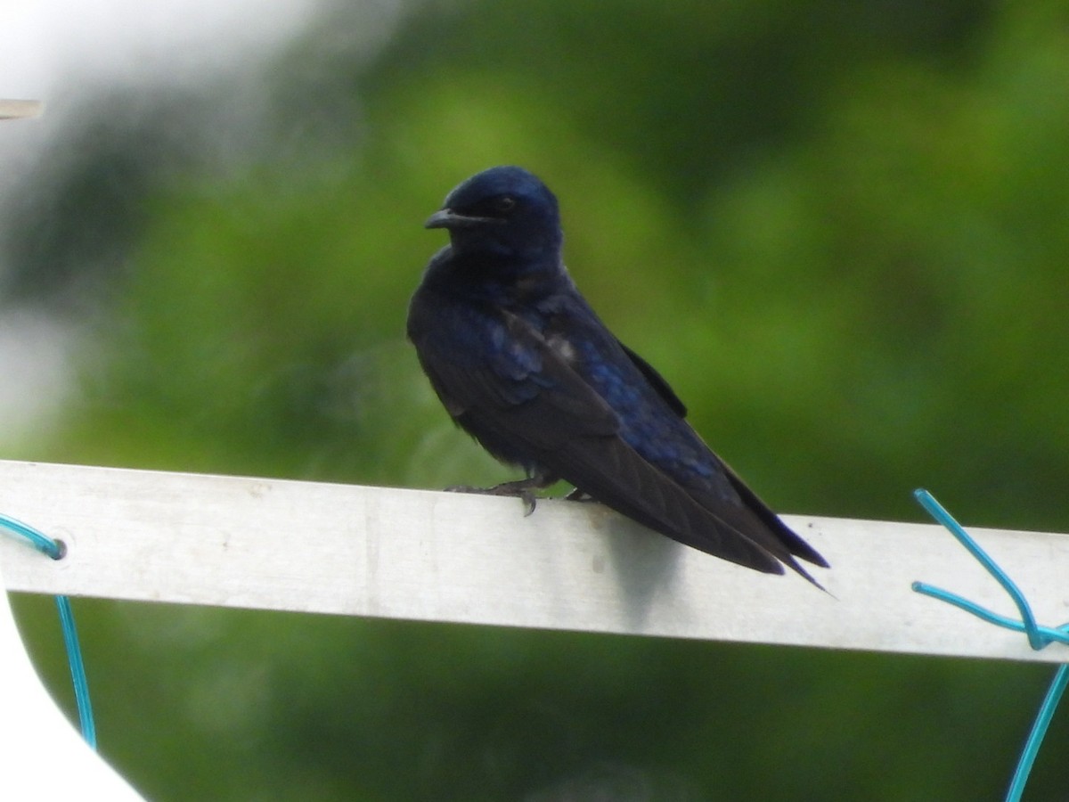 Purple Martin - ML637605580