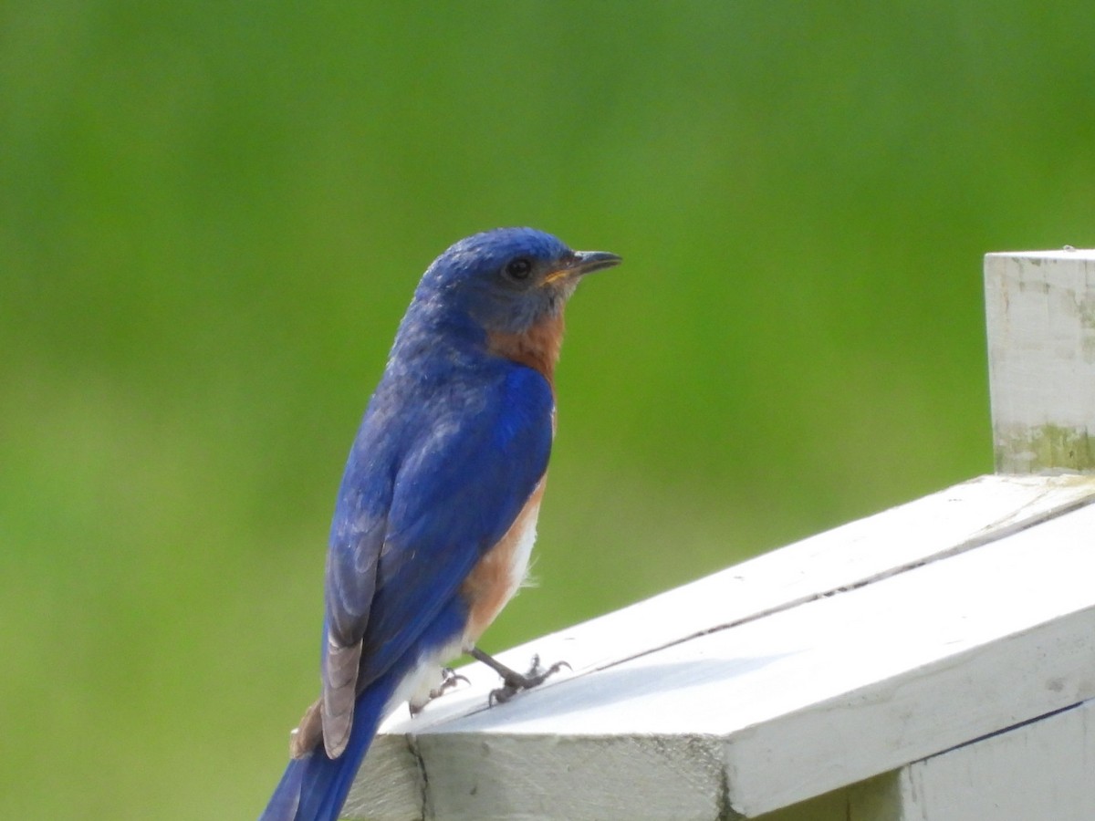 Eastern Bluebird - ML637605591