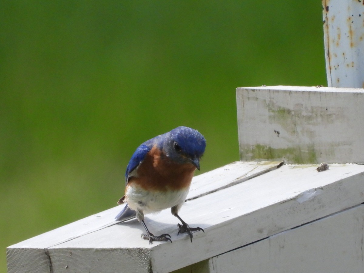 Eastern Bluebird - ML637605592