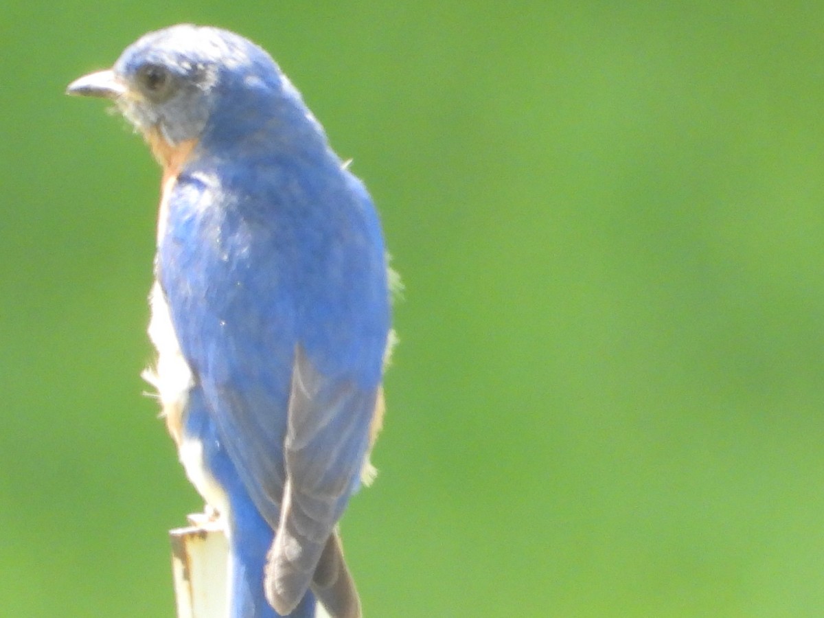 Eastern Bluebird - ML637605593