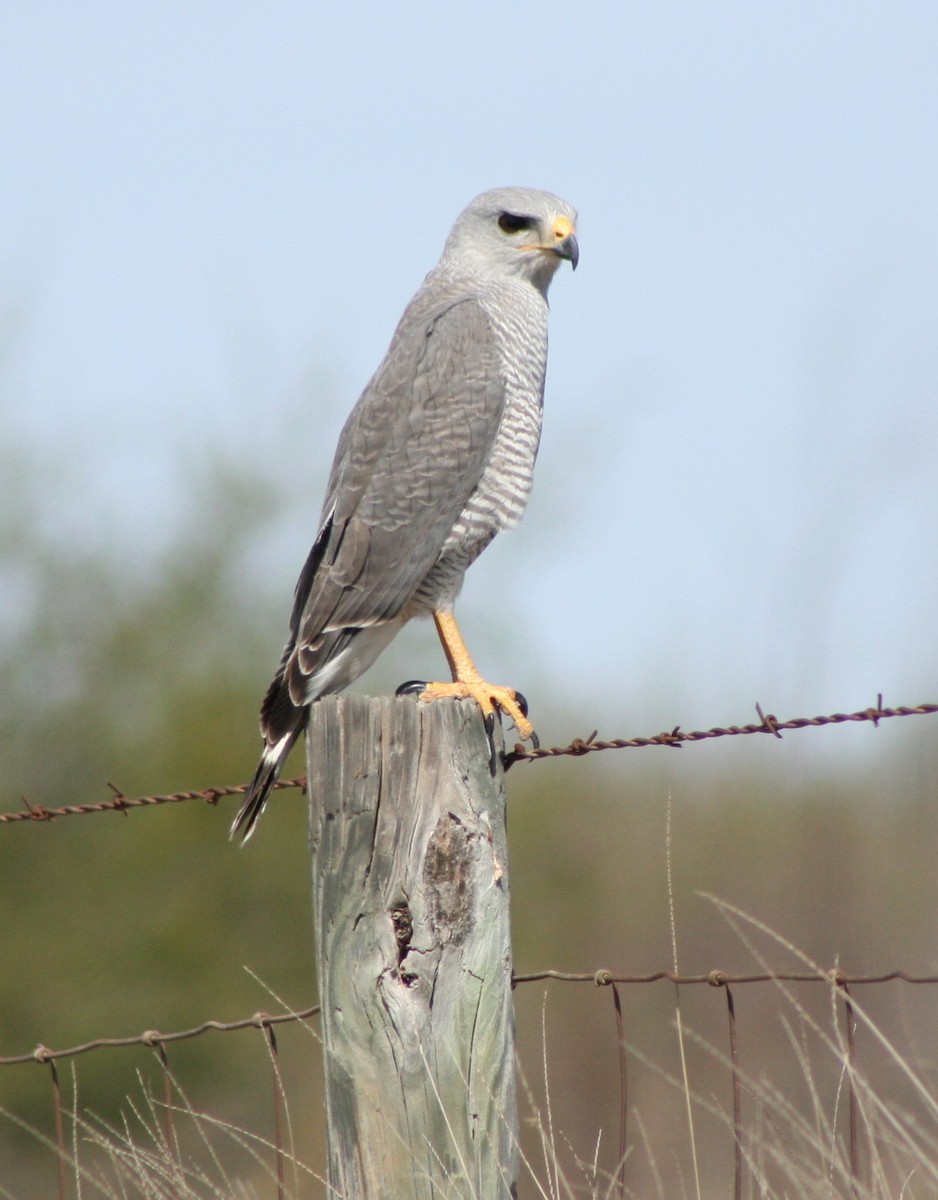 Gray Hawk - ML63760561