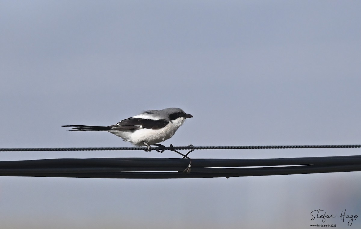 Giant Shrike - ML637605630