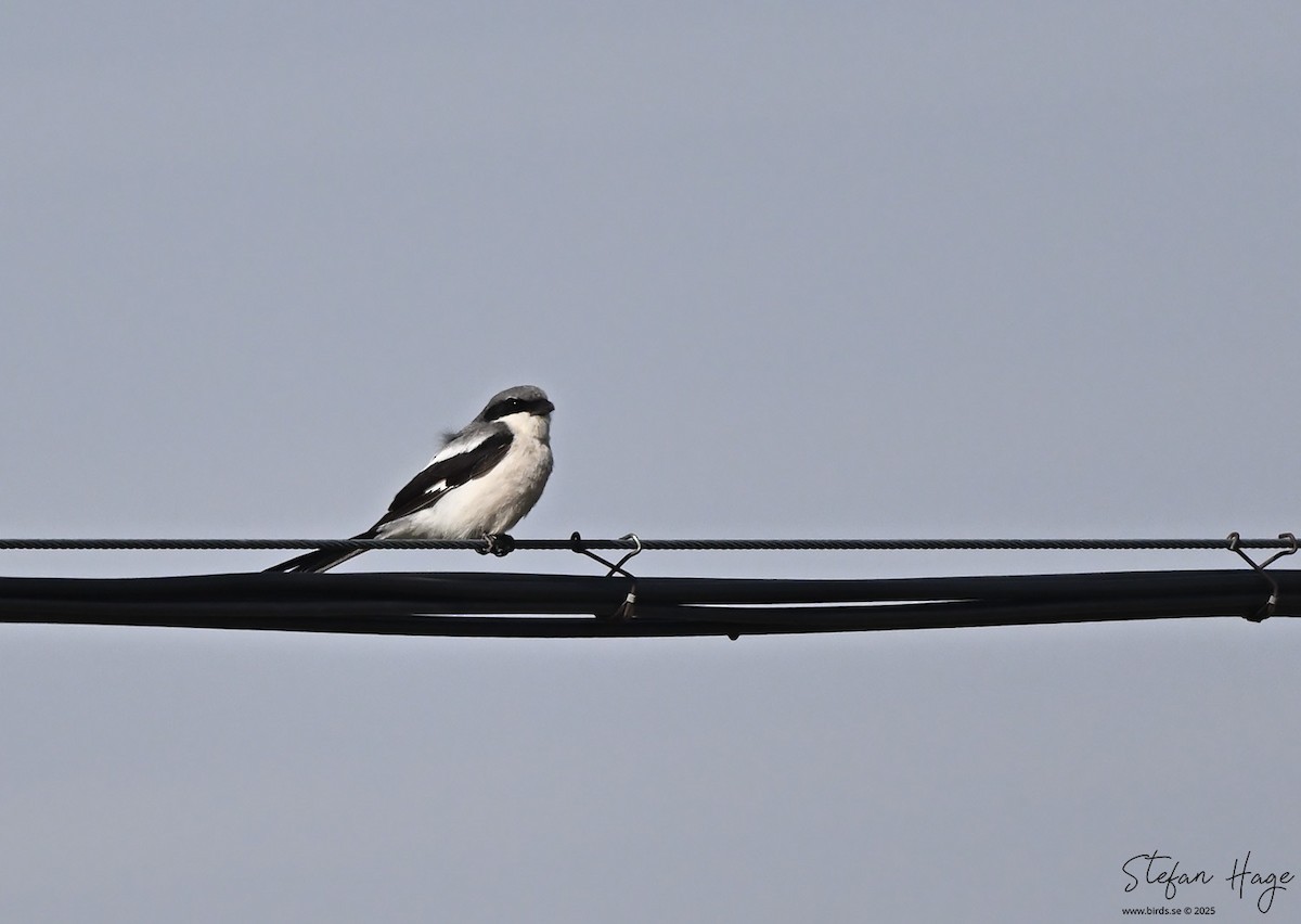 Giant Shrike - ML637605631