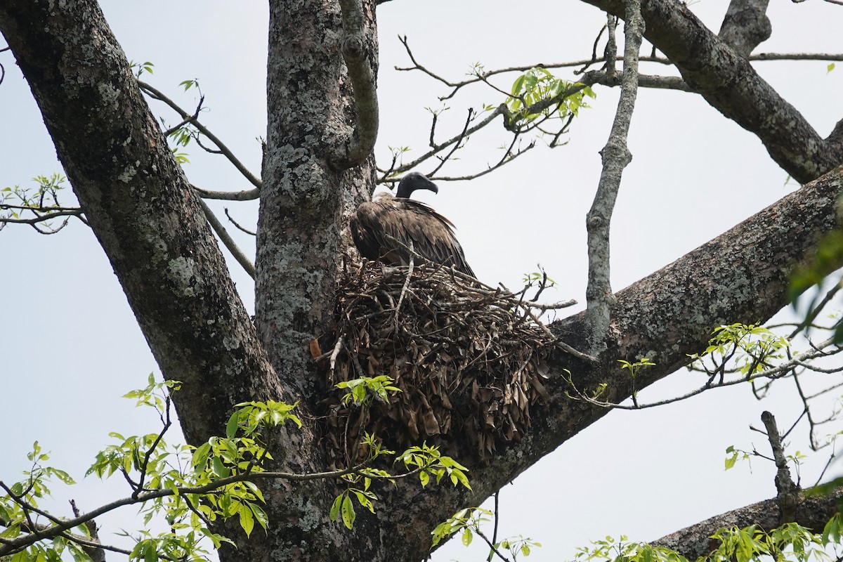 Slender-billed Vulture - ML637605632