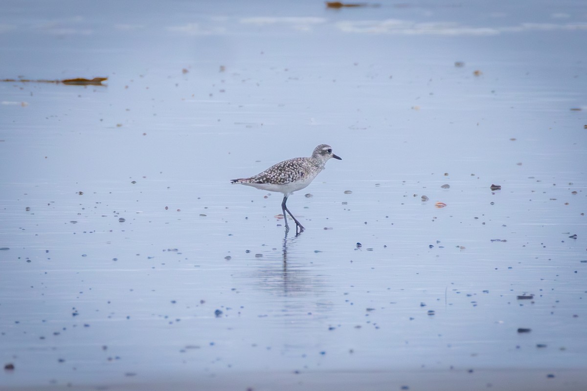 Black-bellied Plover - ML637605736