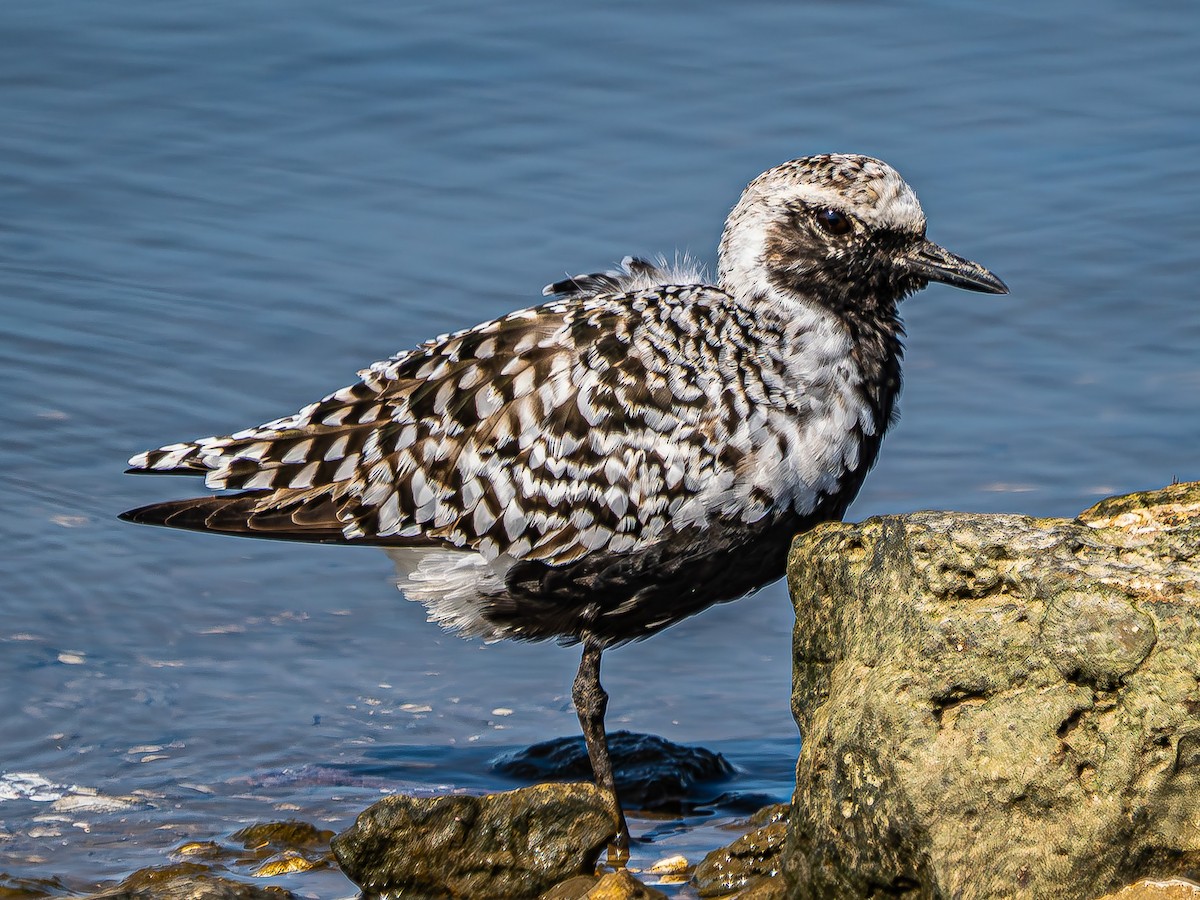 Black-bellied Plover - ML637605742