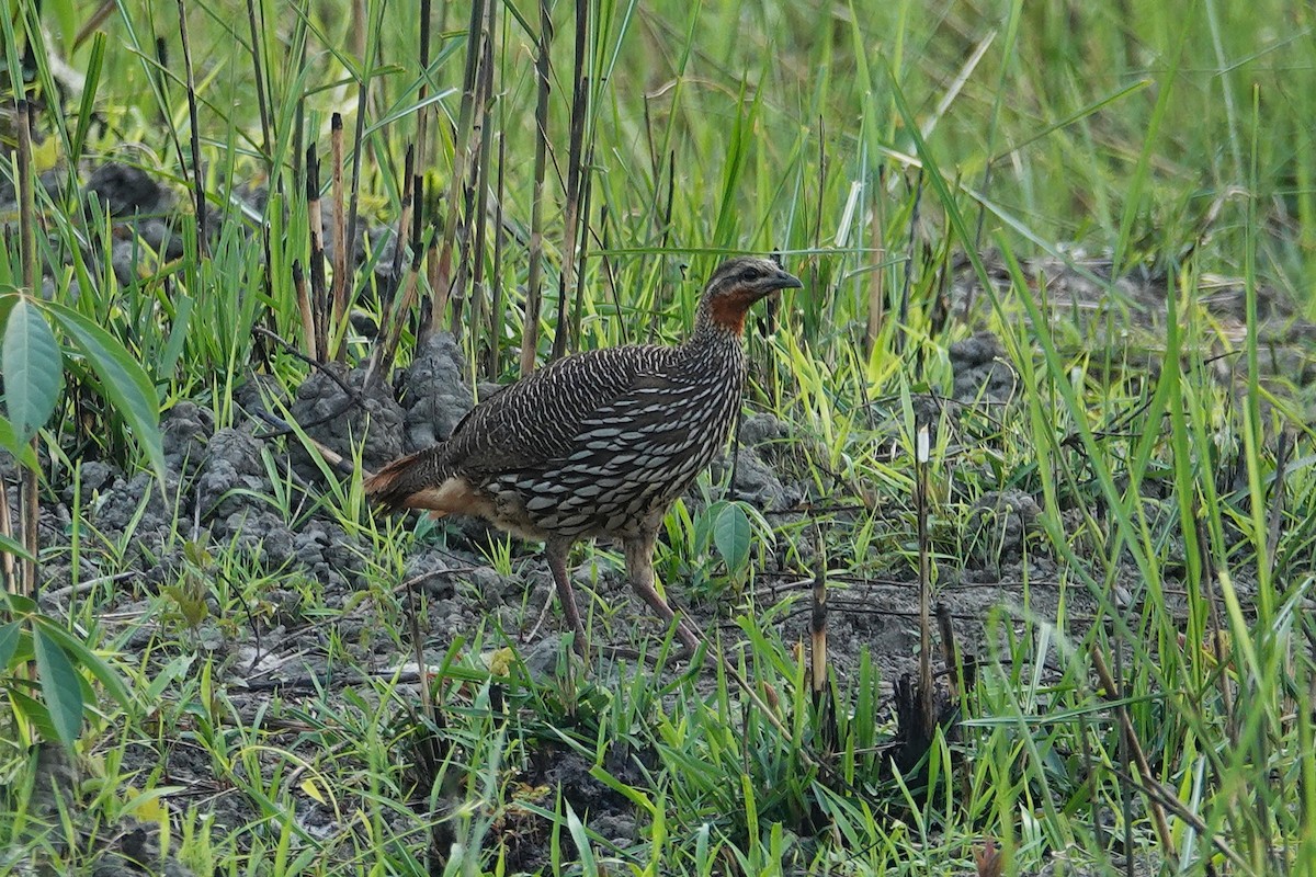 Swamp Francolin - ML637605745