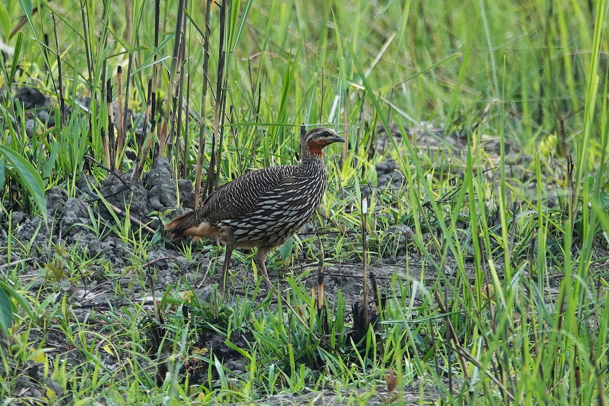 Swamp Francolin - ML637605746