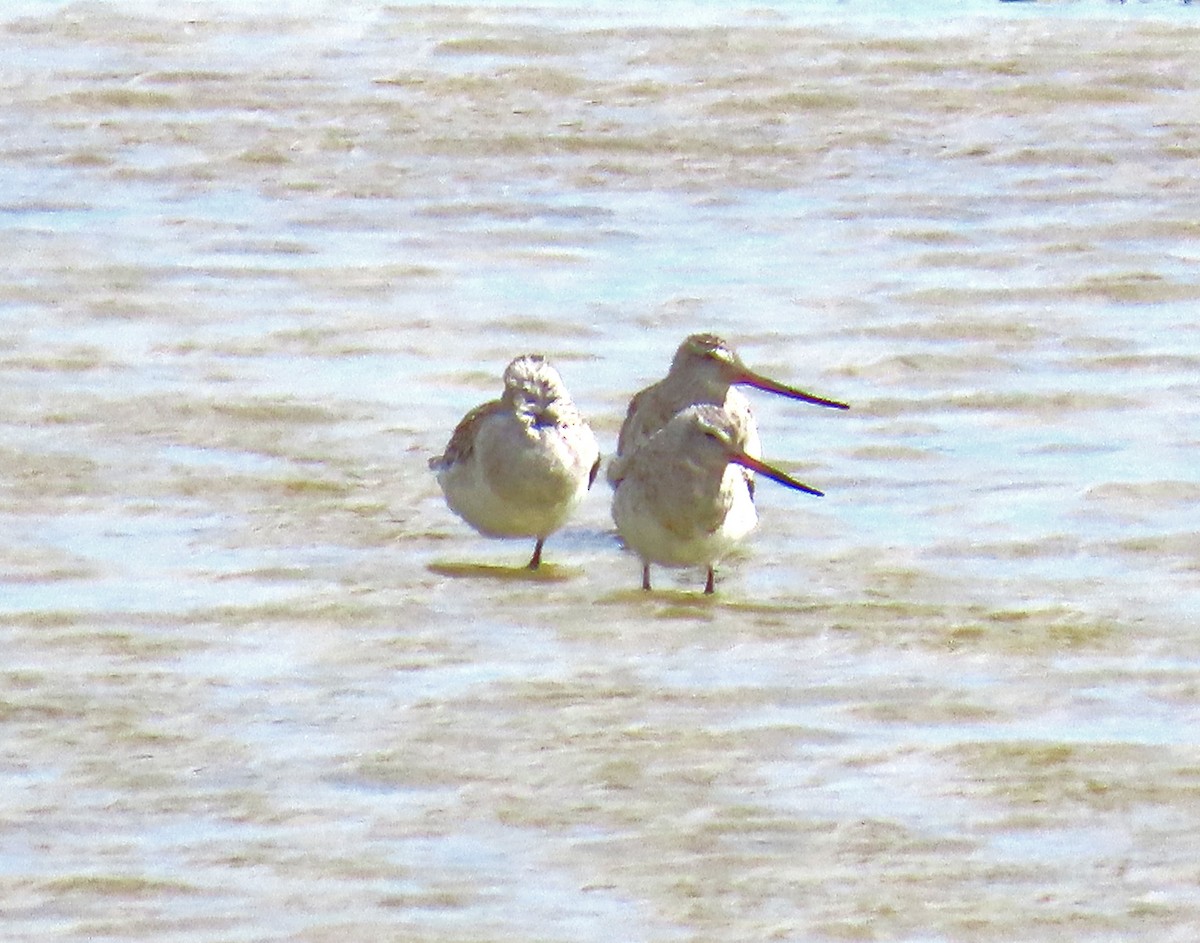 Bar-tailed Godwit - ML637605756