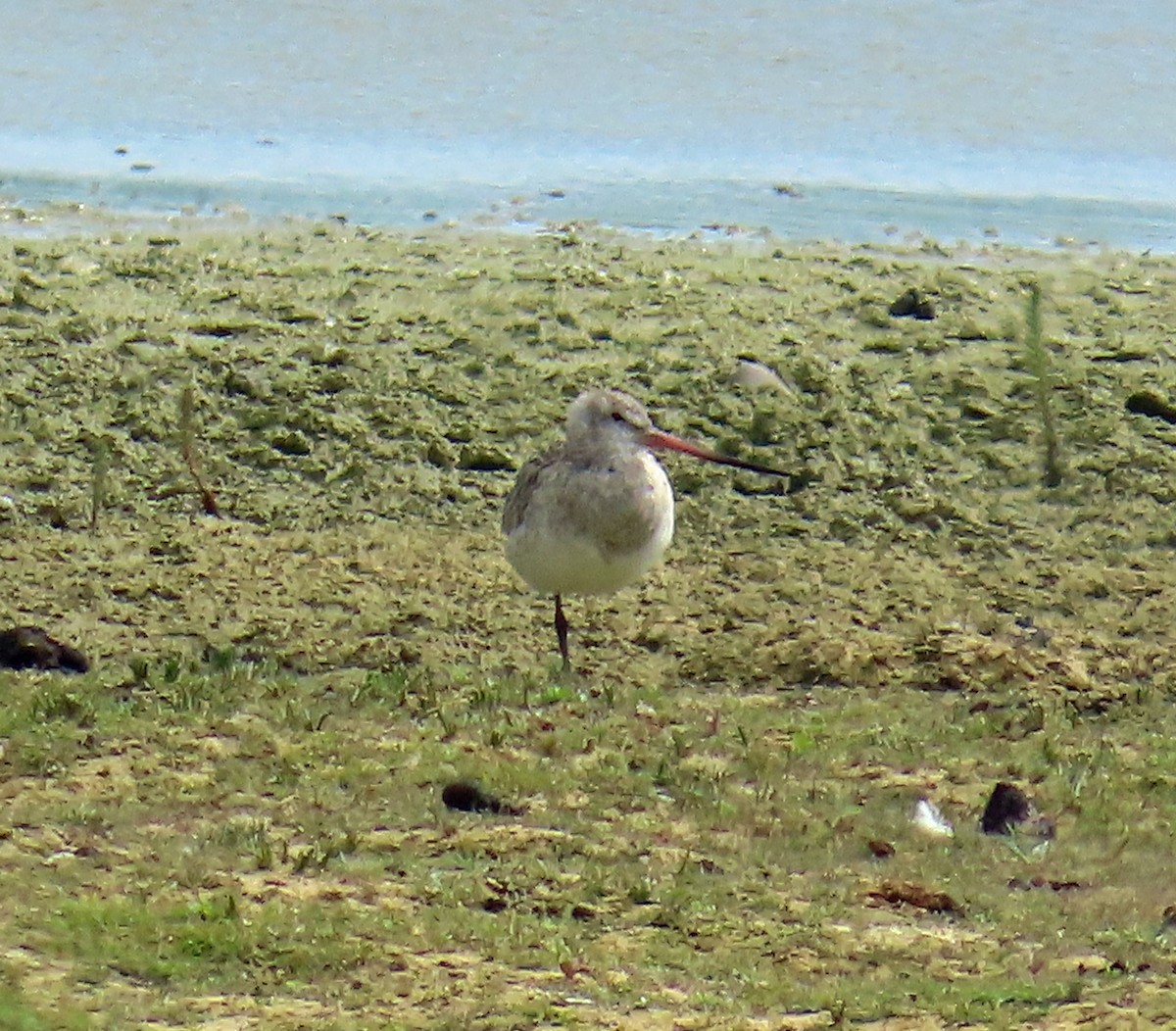 Bar-tailed Godwit - ML637605758