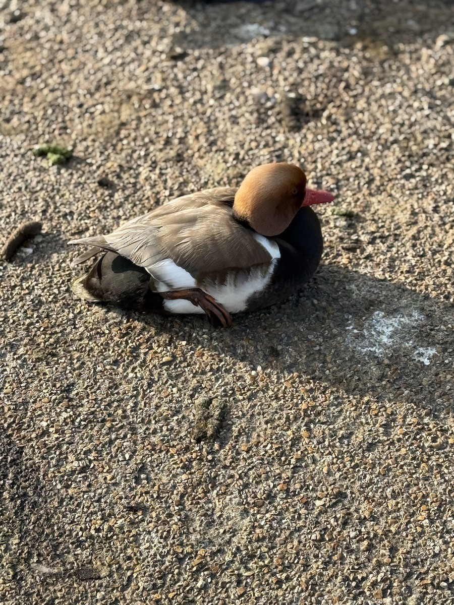 Red-crested Pochard - ML637605796