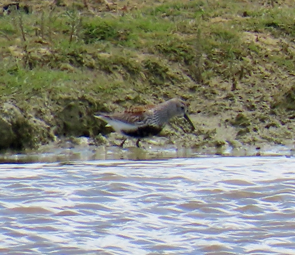 Dunlin - ML637605802