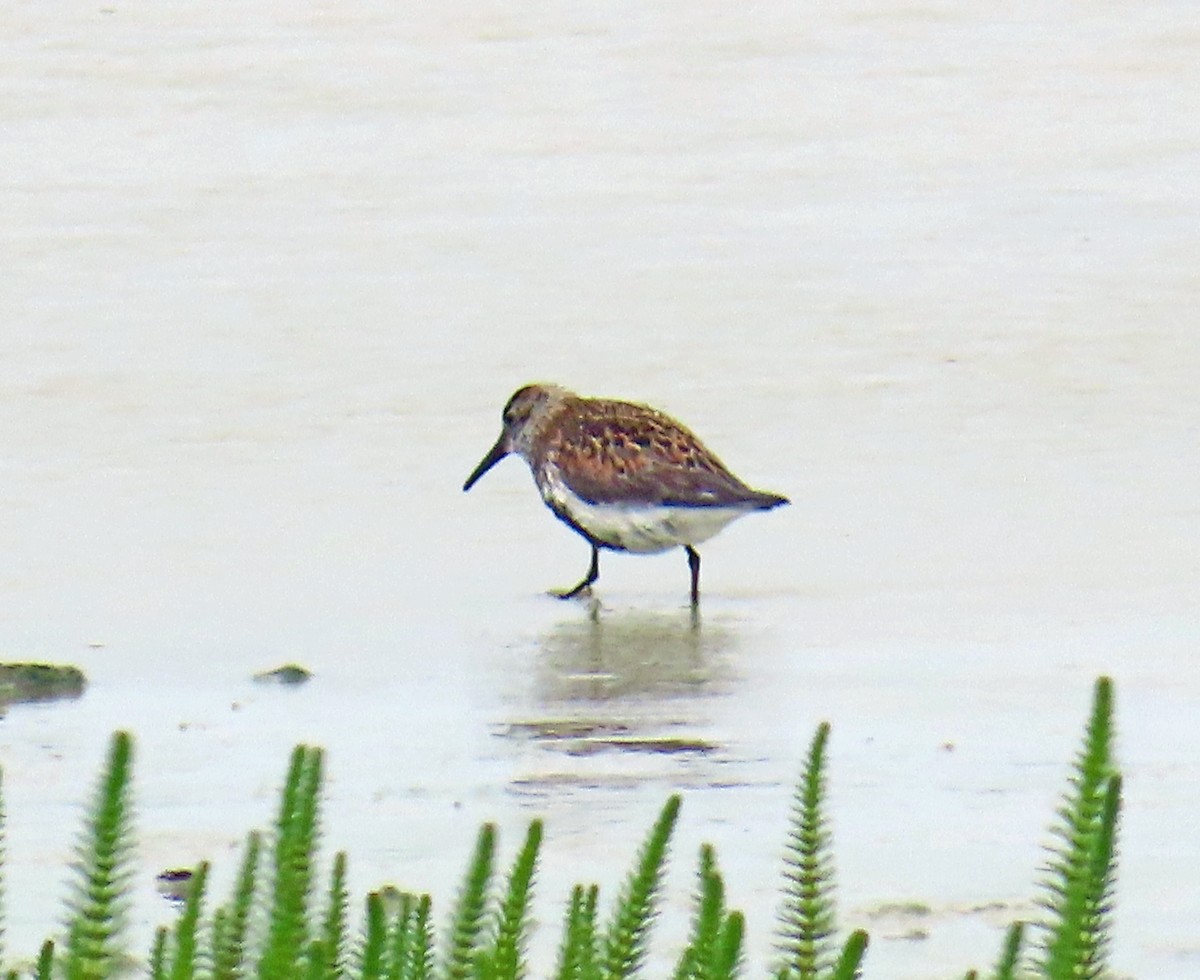 Dunlin - ML637605805