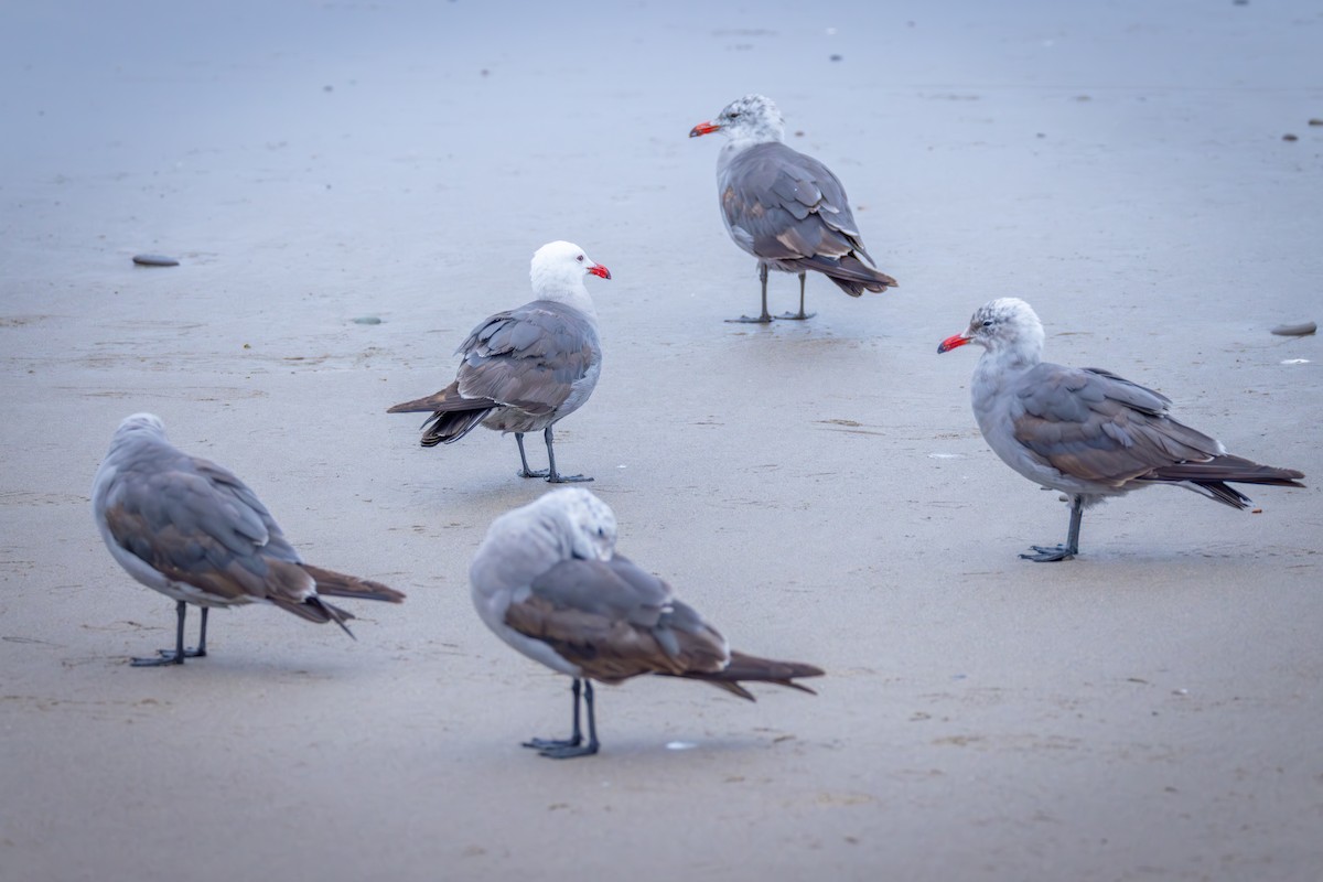 Heermann's Gull - ML637605807