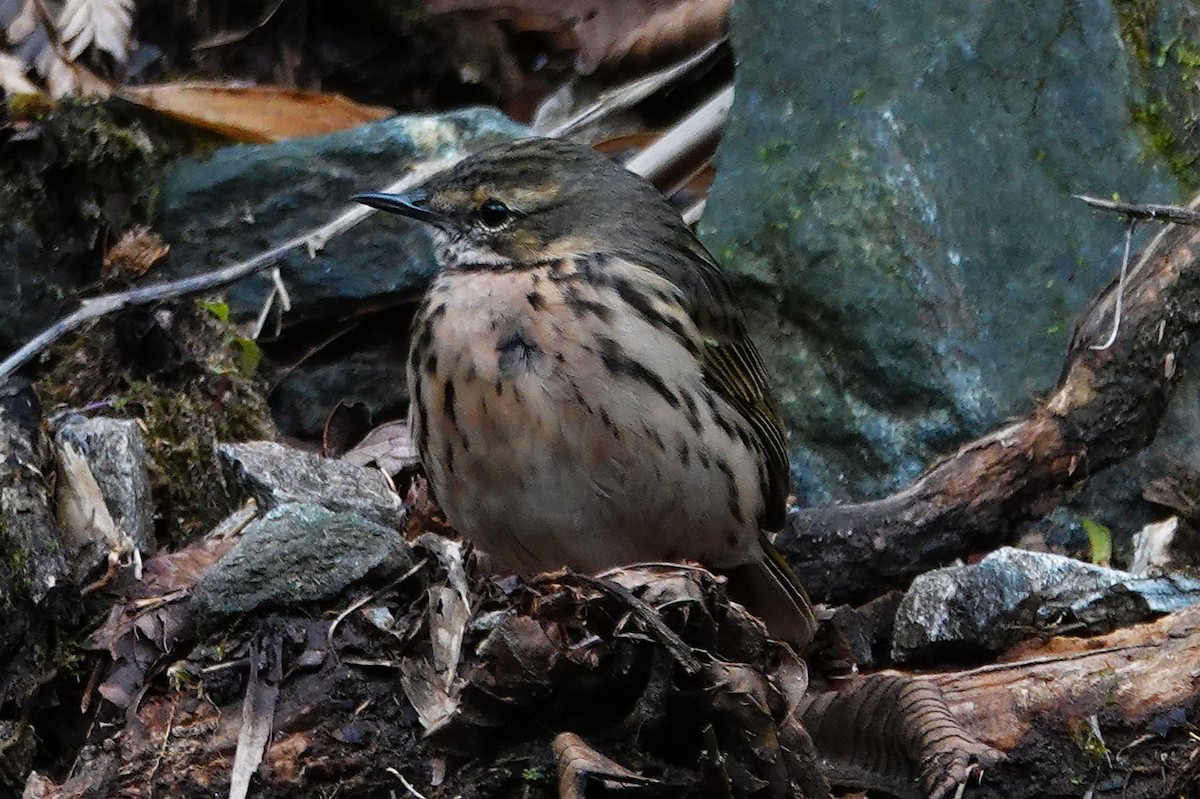 Rosy Pipit - ML637605841