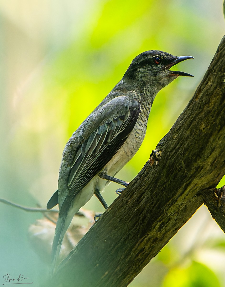 Black-headed Cuckooshrike - ML637605870