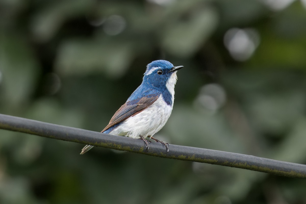 Ultramarine Flycatcher - ML637605892