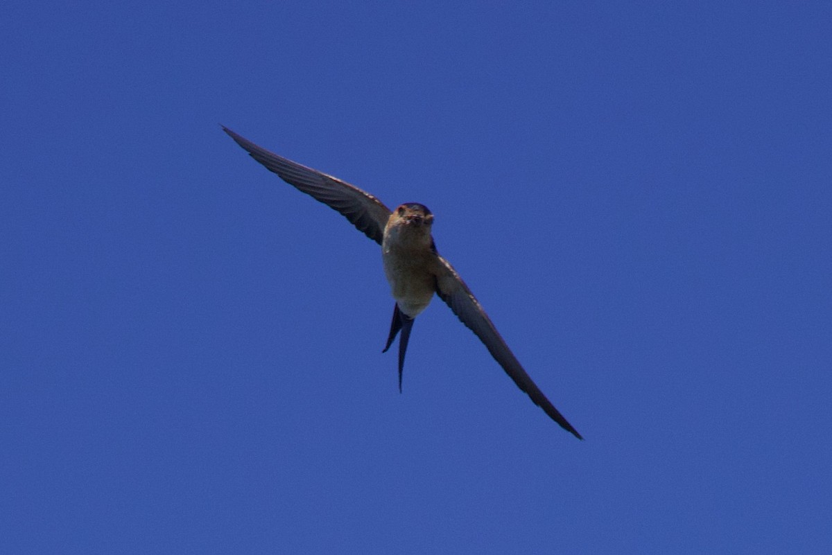 European Red-rumped Swallow - ML637605923