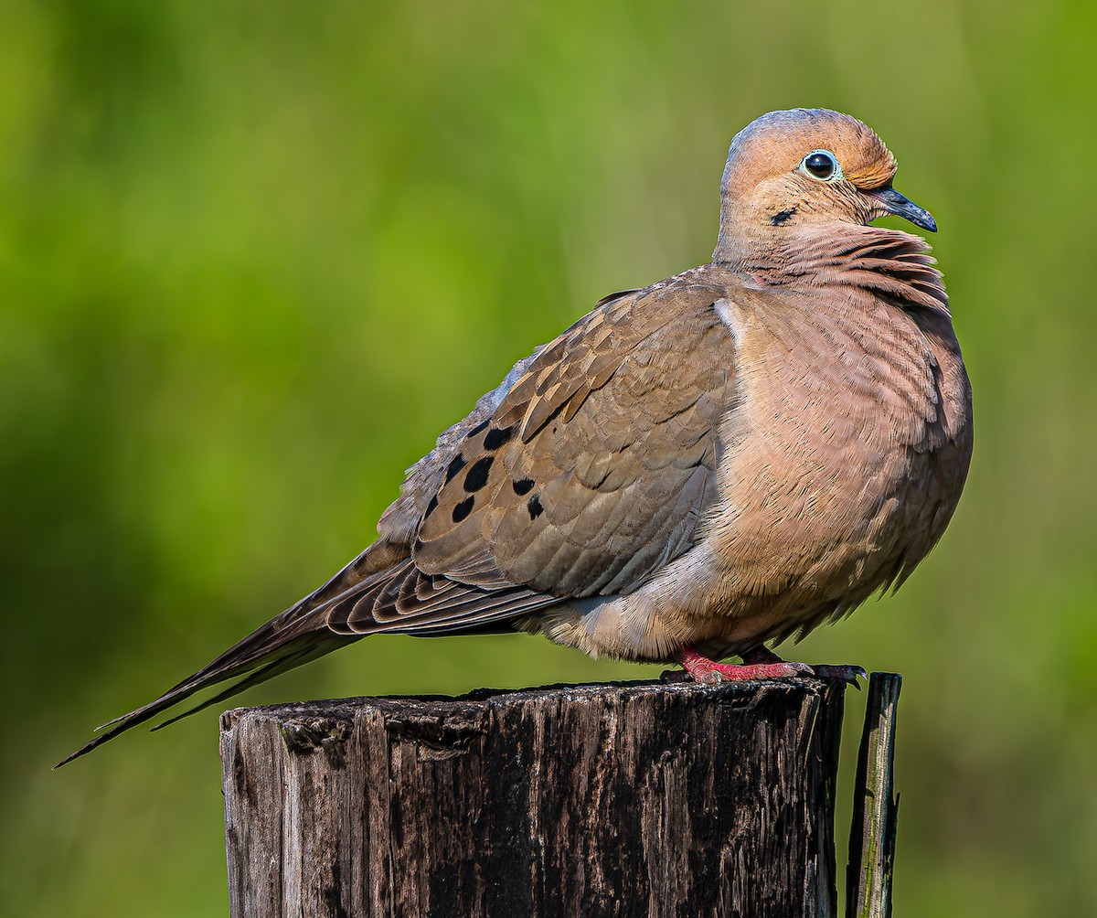 Mourning Dove - ML637605924