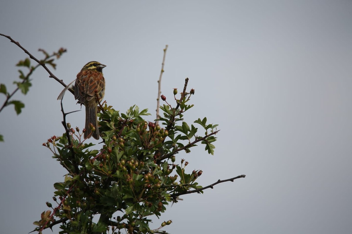 Cirl Bunting - ML637605925