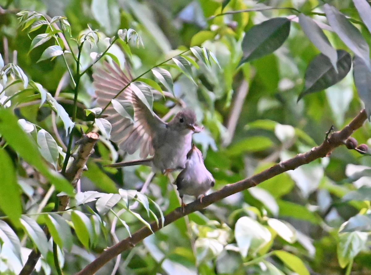 Solitaire de Cuba - ML637605961