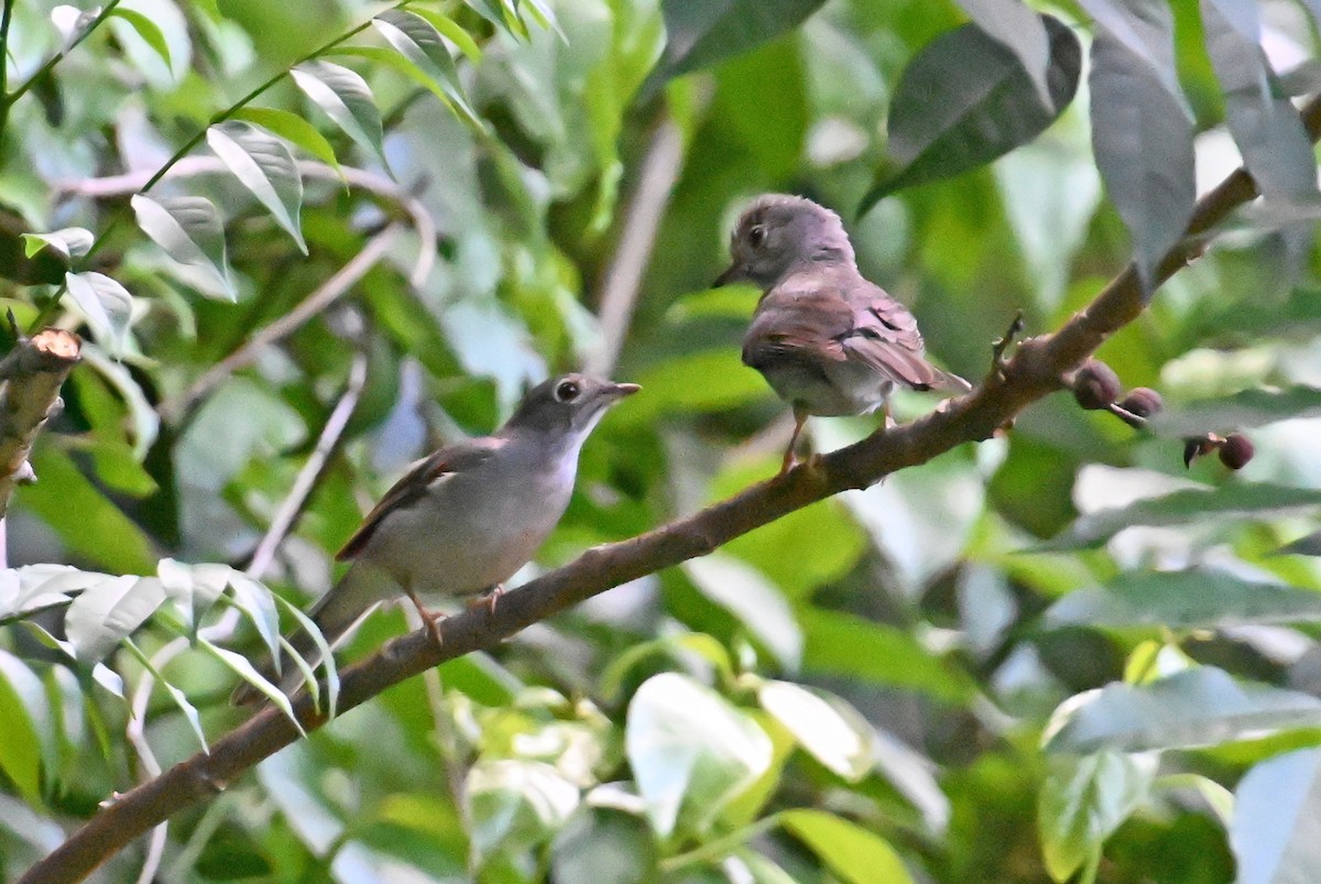 Solitaire de Cuba - ML637605983