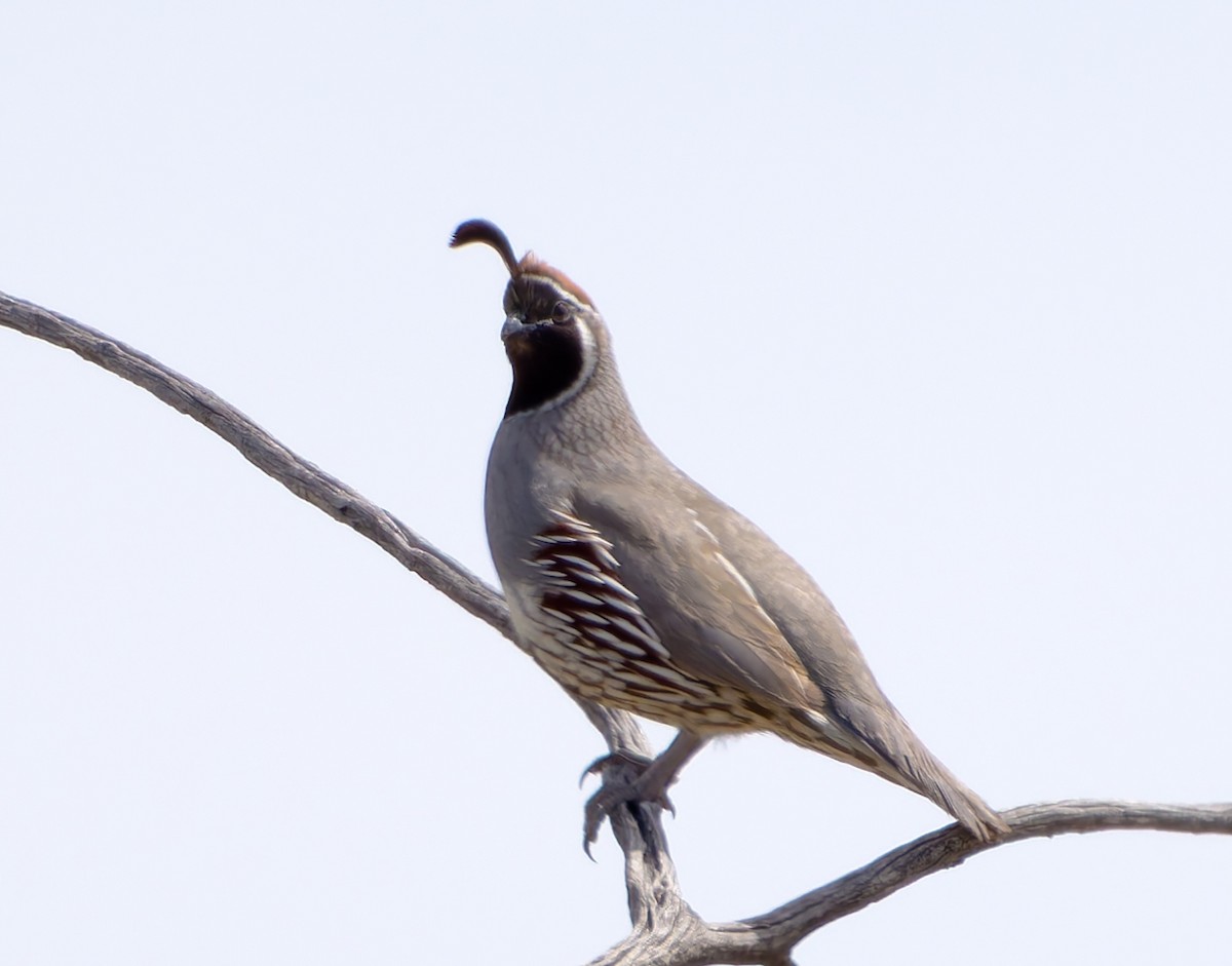 Gambel's Quail - ML637605988