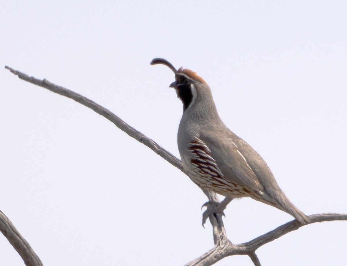 Gambel's Quail - ML637605989