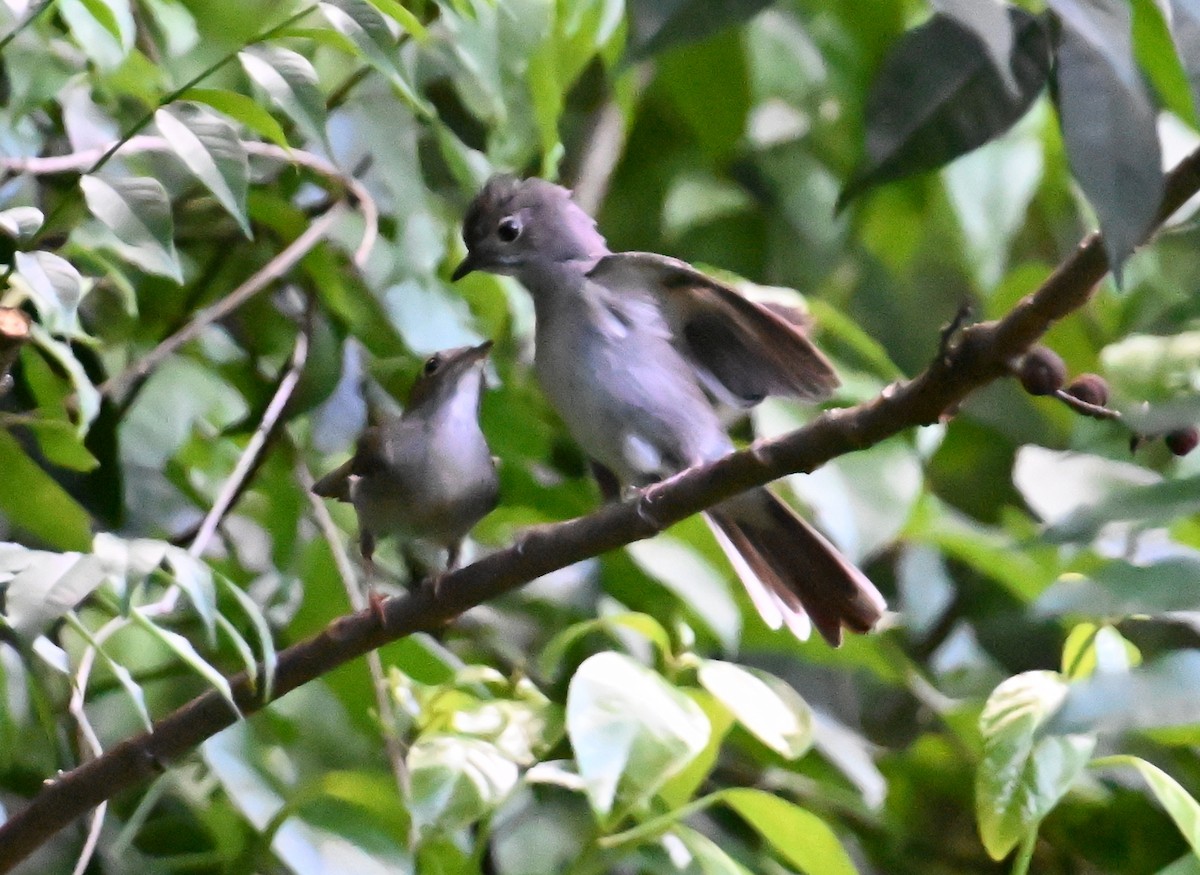 Solitaire de Cuba - ML637605993