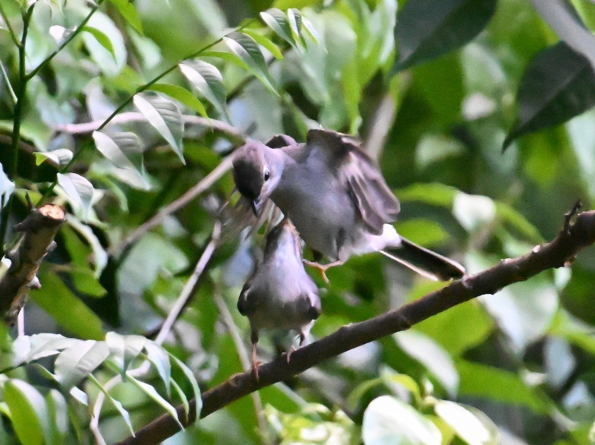 Solitaire de Cuba - ML637606003