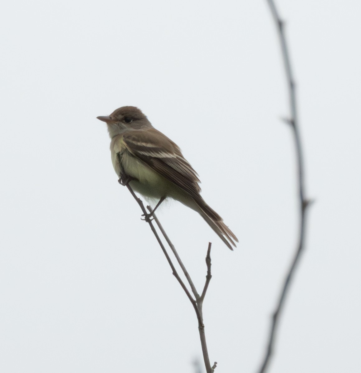 Willow Flycatcher - ML637606007
