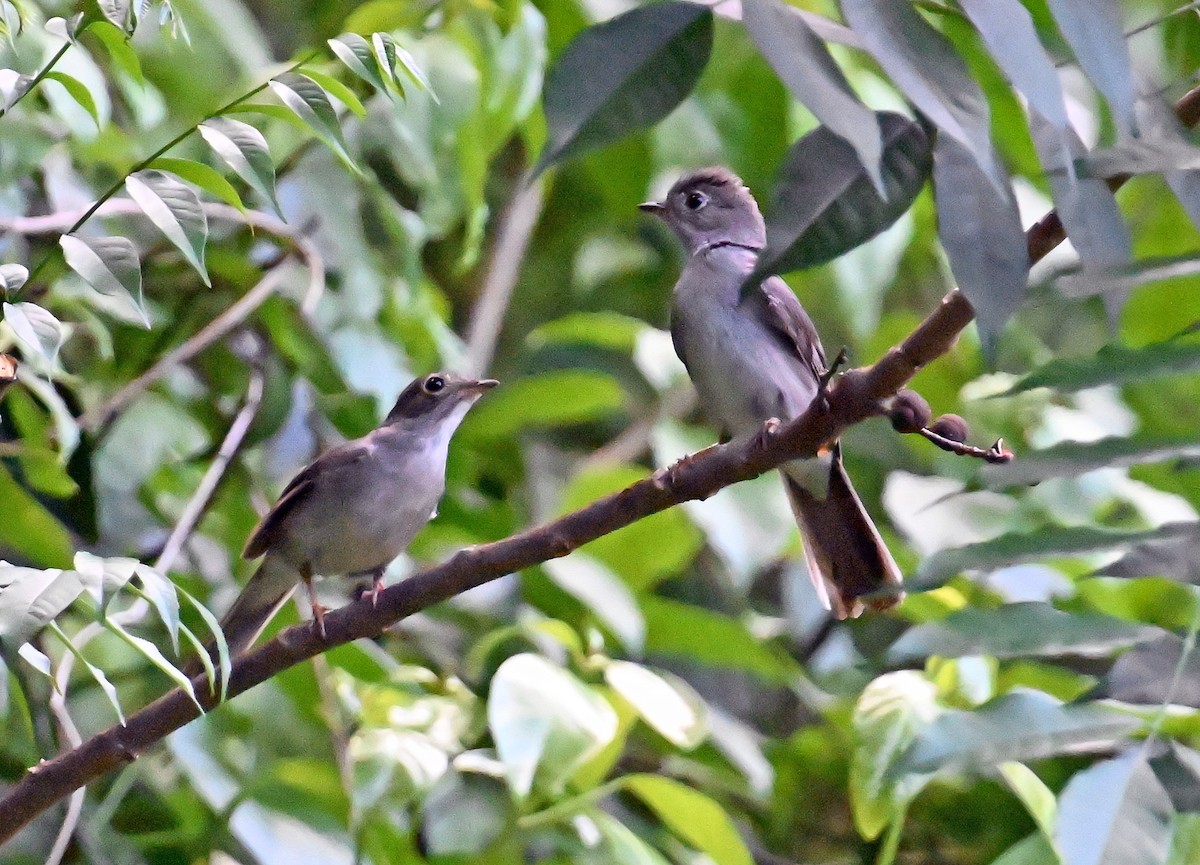 Solitaire de Cuba - ML637606010