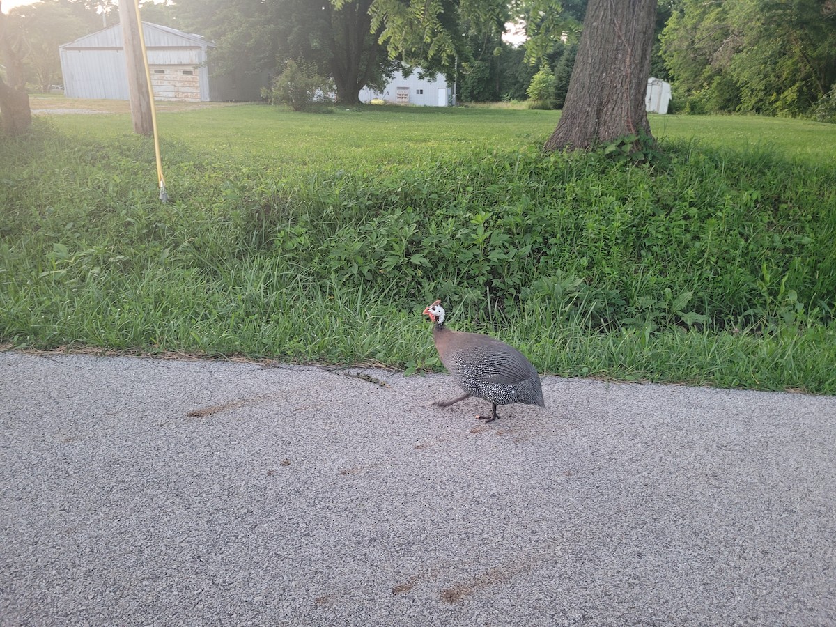 Helmeted Guineafowl (Domestic type) - ML637606012