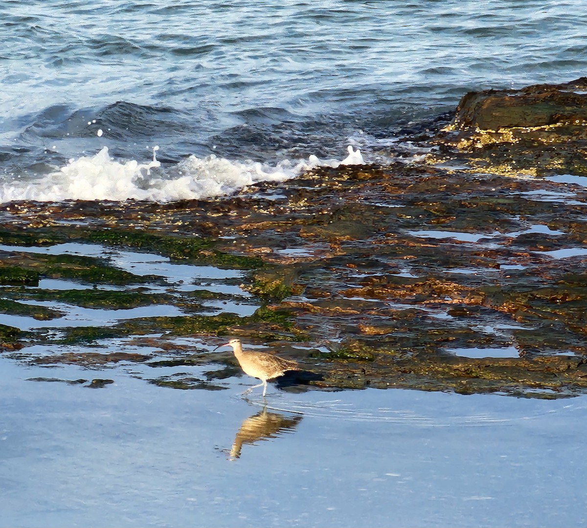 Hudsonian Whimbrel - ML637606015