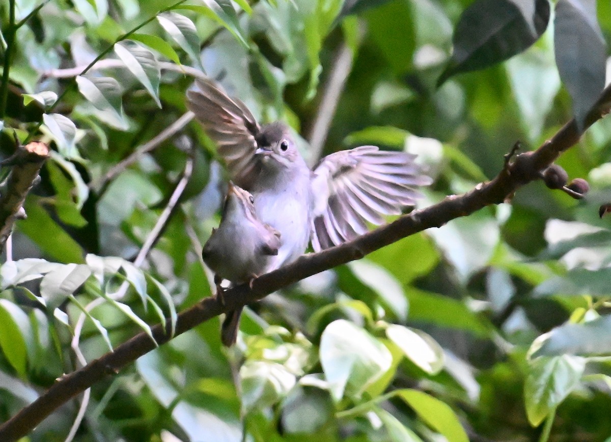 Solitaire de Cuba - ML637606034