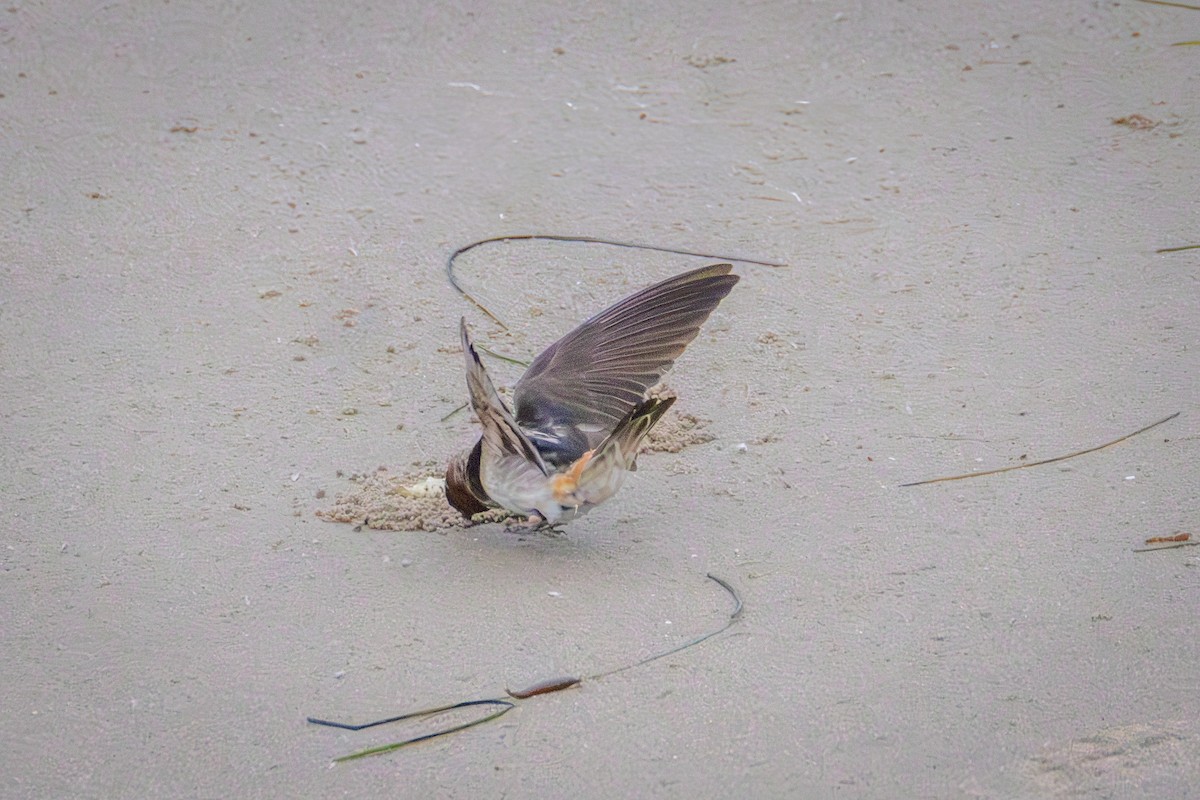 swallow sp. - ML637606054