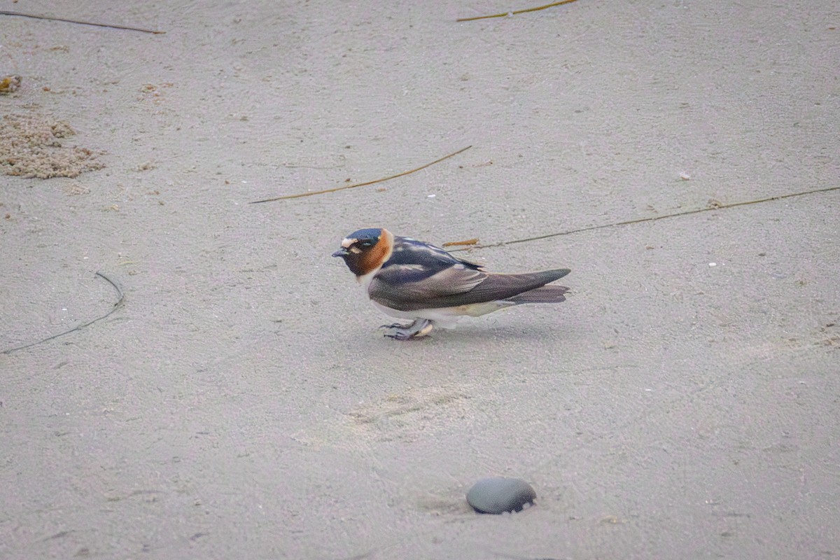 swallow sp. - ML637606055