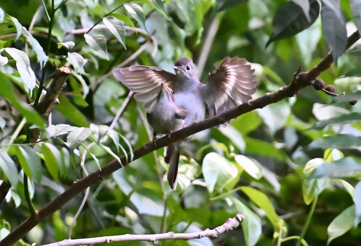 Solitaire de Cuba - ML637606058