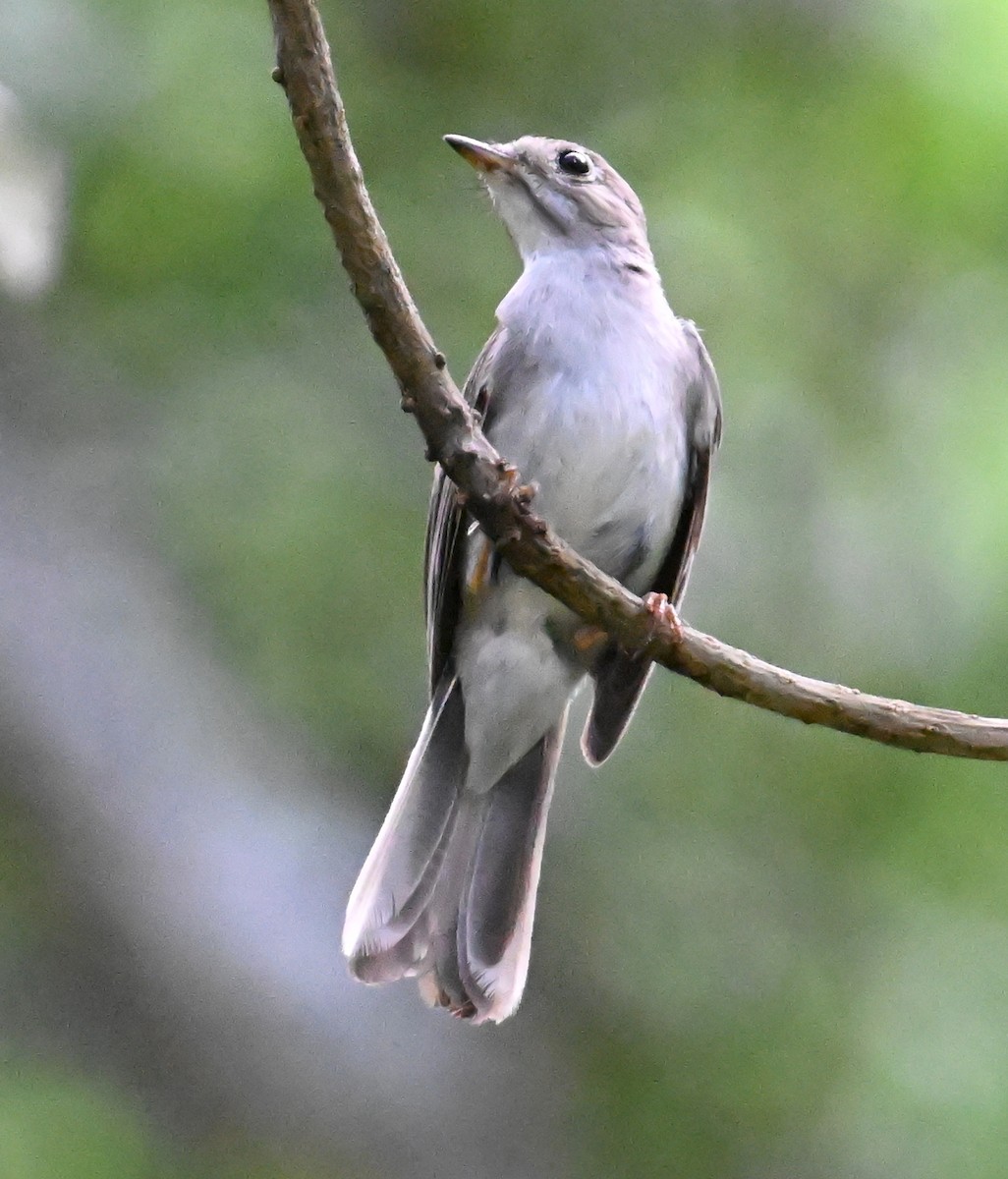 Solitaire de Cuba - ML637606114