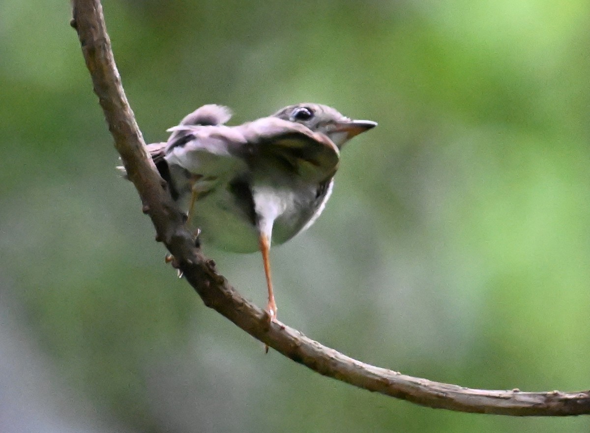 Solitaire de Cuba - ML637606115