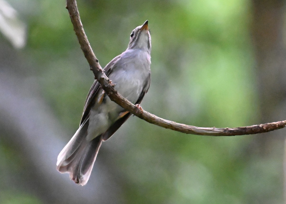Solitaire de Cuba - ML637606116