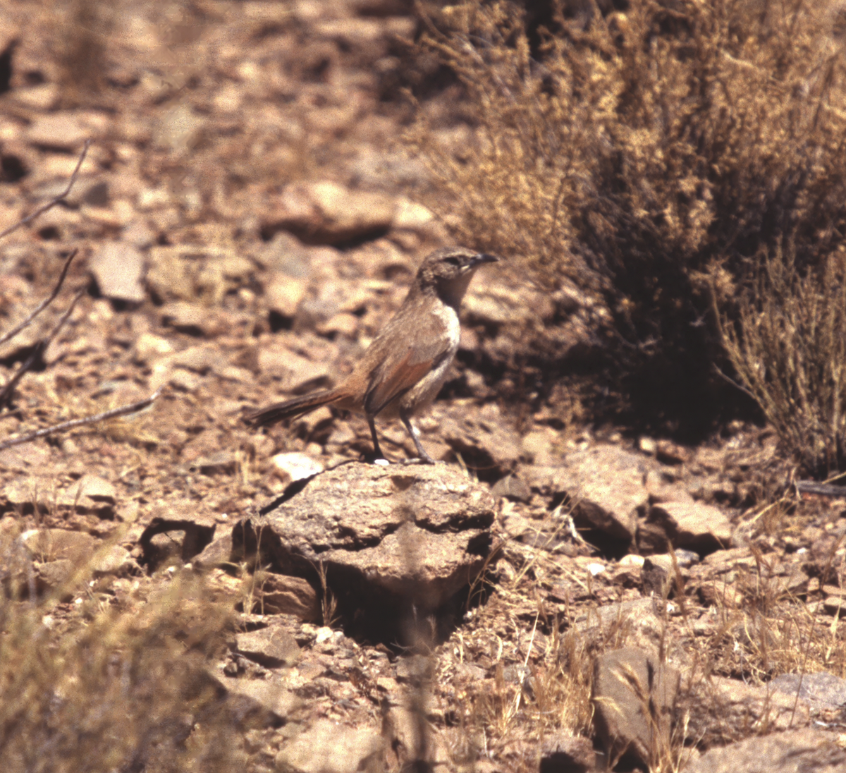 Streak-fronted Thornbird - ML637606146