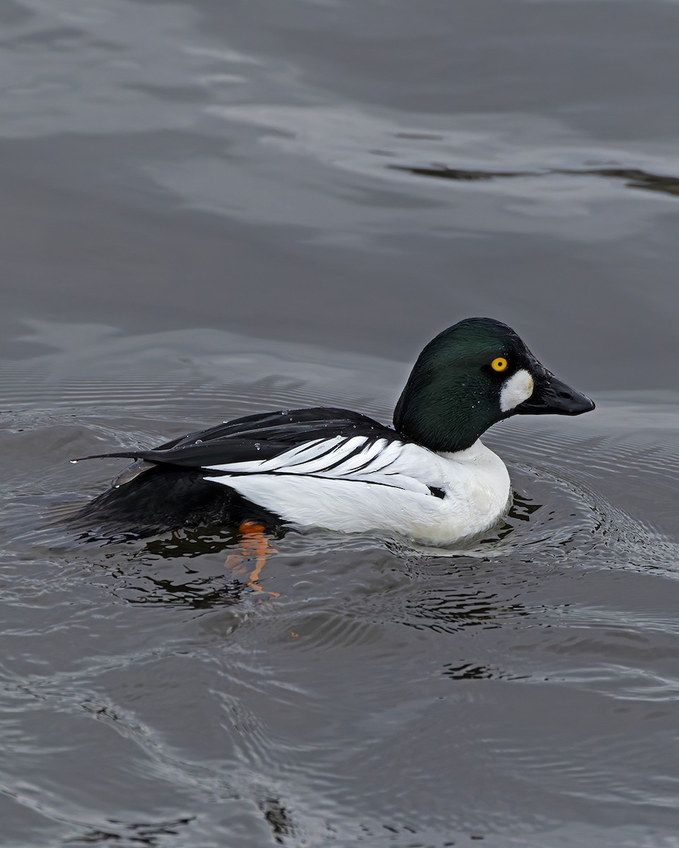 Common Goldeneye - ML637606174